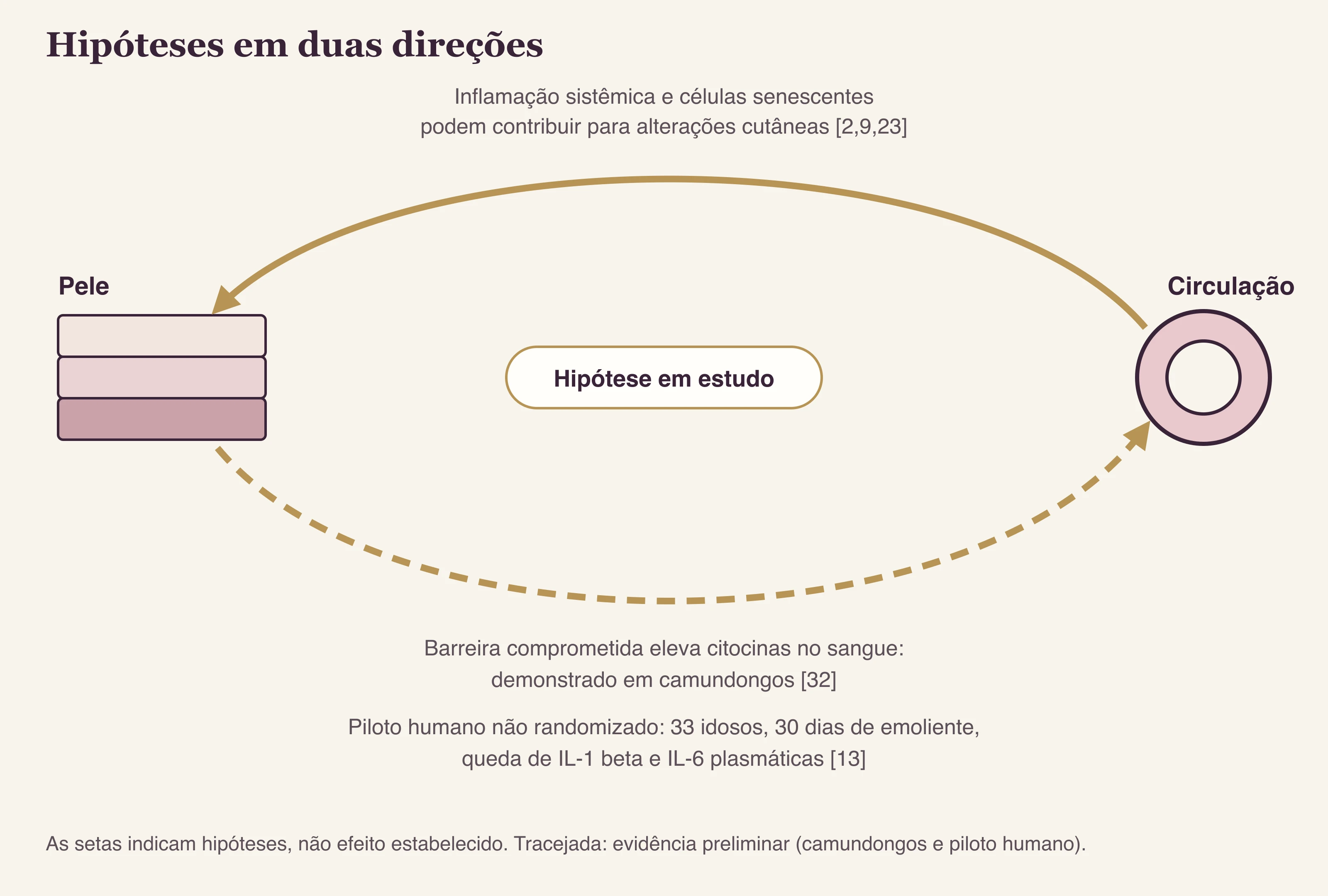 Diagrama com duas setas opostas ligando a pele à circulação, representando hipóteses sobre a direção da inflamação no envelhecimento.