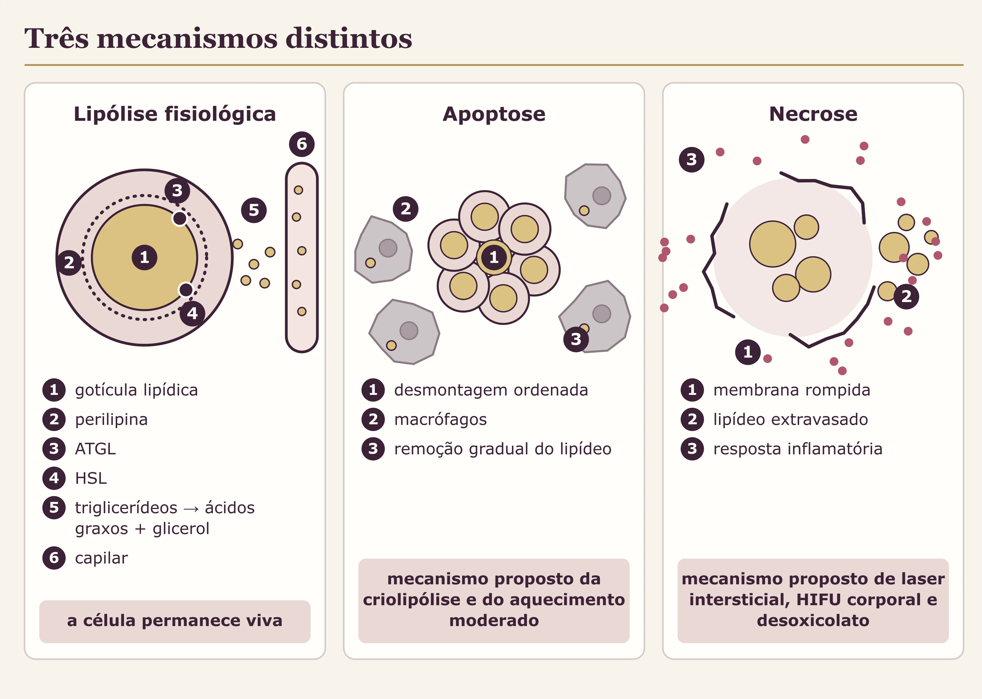 Esquema em três painéis comparando um adipócito íntegro liberando ácidos graxos, um adipócito em apoptose cercado por macrófagos e um adipócito rompido por necrose.